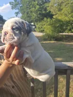 Alaska, a female English Bulldog for sale in Argyle, TX – 2 of 8