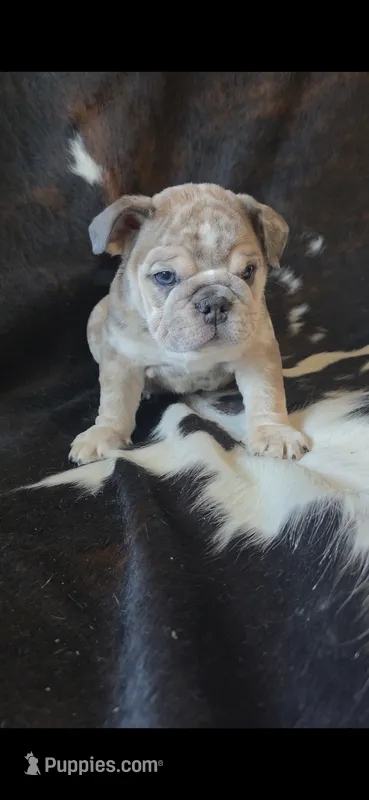 POPCORN – English Bulldog puppy for sale in Argyle, TX