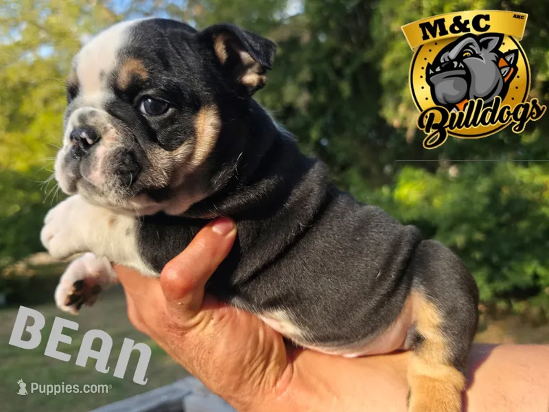 BEAN – English Bulldog puppy for sale in Argyle, TX