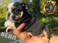 BEAN, a male English Bulldog for sale in Argyle, TX – 1 of 9