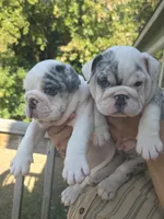 Alaska, a female English Bulldog for sale in Argyle, TX – 6 of 8