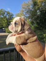 PUMPKIN, a male English Bulldog for sale in Argyle, TX – 4 of 9