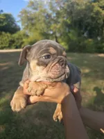 BUTTER, a male English Bulldog for sale in Argyle, TX – 5 of 9