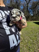 Tita. (Blue eyes), a female English Bulldog for sale in Argyle, TX – Photo 7 of 8