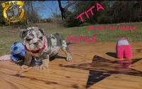 Tita. (Blue eyes), a female English Bulldog for sale in Argyle, TX – Photo 1 of 8