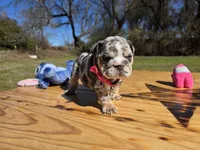 Tita. (Blue eyes), a female English Bulldog for sale in Argyle, TX – Photo 2 of 8