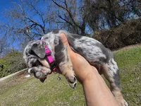Tita. (Blue eyes), a female English Bulldog for sale in Argyle, TX – Photo 6 of 8