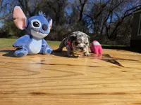 Tita. (Blue eyes), a female English Bulldog for sale in Argyle, TX – Photo 4 of 8