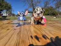 Tita. (Blue eyes), a female English Bulldog for sale in Argyle, TX – Photo 3 of 8