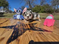 Tita. (Blue eyes), a female English Bulldog for sale in Argyle, TX – Photo 5 of 8