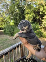 OHIO, a male English Bulldog for sale in Argyle, TX – 3 of 9