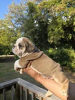 PUMPKIN, a male English Bulldog for sale in Argyle, TX – 3 of 9
