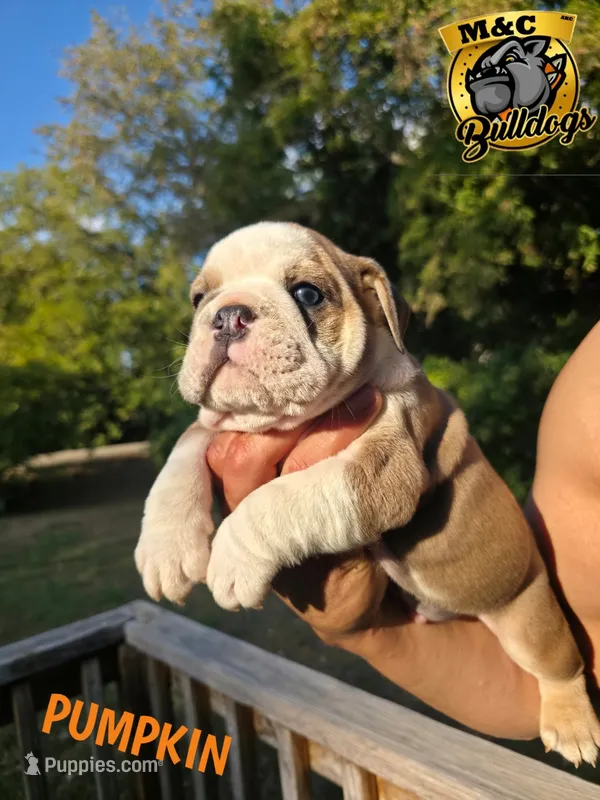 PUMPKIN – English Bulldog puppy for sale in Argyle, TX