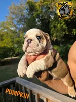 PUMPKIN, a male English Bulldog for sale in Argyle, TX – 1 of 9