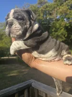 DENVER, a male English Bulldog for sale in Argyle, TX – 5 of 10