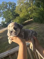 POPCORN, a male English Bulldog for sale in Argyle, TX – 5 of 7
