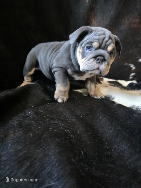 Dakota – English Bulldog puppy for sale in Argyle, TX
