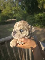 POPCORN, a male English Bulldog for sale in Argyle, TX – 3 of 7