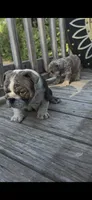 DENVER, a male English Bulldog for sale in Argyle, TX – 8 of 10