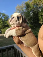 PUMPKIN, a male English Bulldog for sale in Argyle, TX – 5 of 9