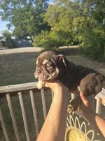 CHOCOLATE, a male English Bulldog for sale in Argyle, TX – 4 of 10