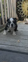 BEAN, a male English Bulldog for sale in Argyle, TX – 5 of 9