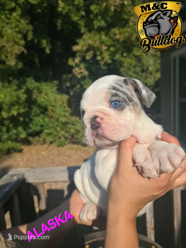 Alaska – English Bulldog puppy for sale in Argyle, TX