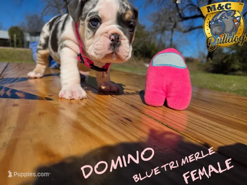 Domino (blue eyes)