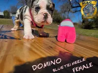 Domino (blue eyes), a female English Bulldog for sale in Argyle, TX – Photo 1 of 10
