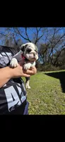 Domino (blue eyes), a female English Bulldog for sale in Argyle, TX – Photo 7 of 10