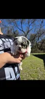 Domino (blue eyes), a female English Bulldog for sale in Argyle, TX – Photo 8 of 10