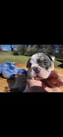 Domino (blue eyes), a female English Bulldog for sale in Argyle, TX – Photo 5 of 10