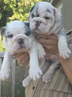 Cake, a female English Bulldog for sale in Argyle, TX – 9 of 10