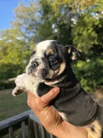 BEAN, a male English Bulldog for sale in Argyle, TX – 4 of 9