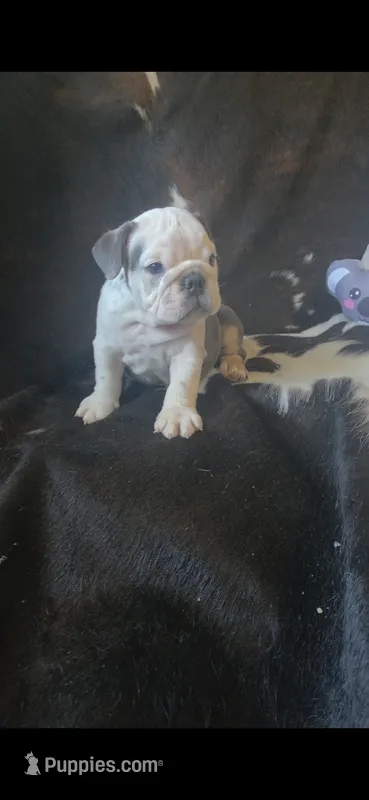 marshmallow – English Bulldog puppy for sale in Argyle, TX