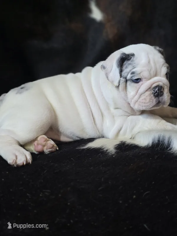 Alaska – English Bulldog puppy for sale in Argyle, TX