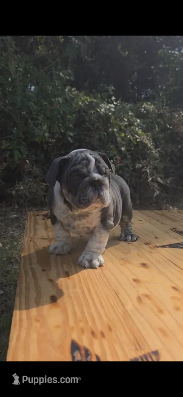 DENVER – English Bulldog puppy for sale in Argyle, TX