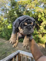 OHIO, a male English Bulldog for sale in Argyle, TX – 5 of 9
