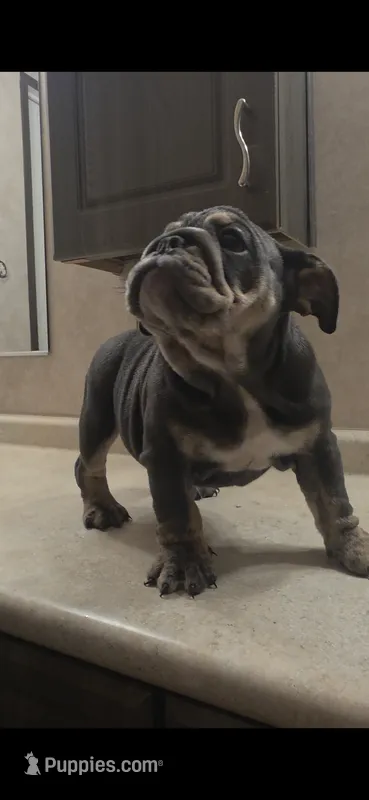 Dakota – English Bulldog puppy for sale in Argyle, TX