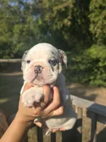 Alaska, a female English Bulldog for sale in Argyle, TX – 4 of 8