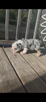 MUFFIN, a male English Bulldog for sale in Argyle, TX – 7 of 9
