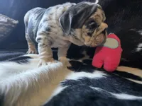 KANSAS, a male English Bulldog for sale in Argyle, TX – 8 of 10
