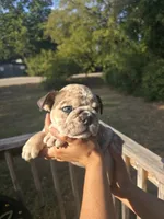 POPCORN, a male English Bulldog for sale in Argyle, TX – 2 of 7