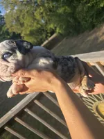MUFFIN, a male English Bulldog for sale in Argyle, TX – 3 of 9