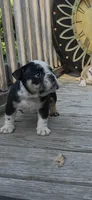 BEAN, a male English Bulldog for sale in Argyle, TX – 6 of 9