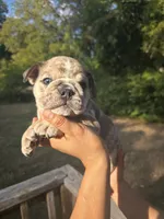 POPCORN, a male English Bulldog for sale in Argyle, TX – 4 of 7