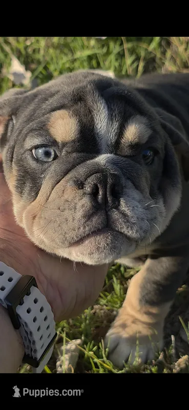 Manchita – English Bulldog puppy for sale in Argyle, TX