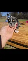 Manchita, a female English Bulldog for sale in Argyle, TX – Photo 5 of 8
