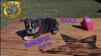 Manchita, a female English Bulldog for sale in Argyle, TX – Photo 1 of 8