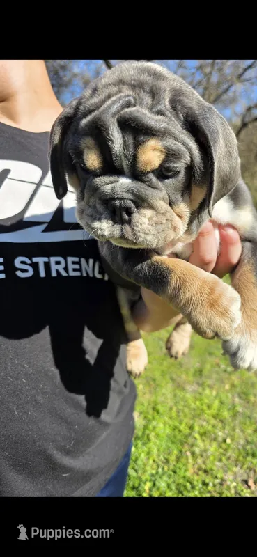 Manchita – English Bulldog puppy for sale in Argyle, TX